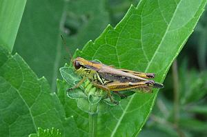 2025-08270232 Tower Hill Botanic Garden, MA